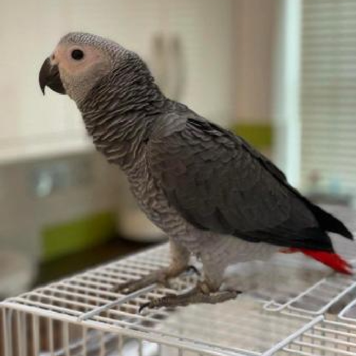 African Grey Parrot for sale