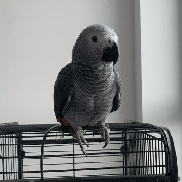 African Grey Parrot for sale