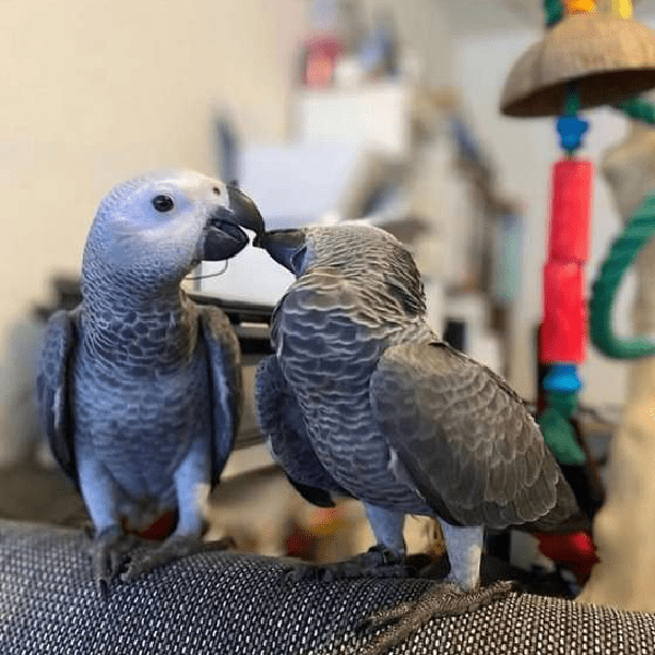 African Grey Parrot for sale