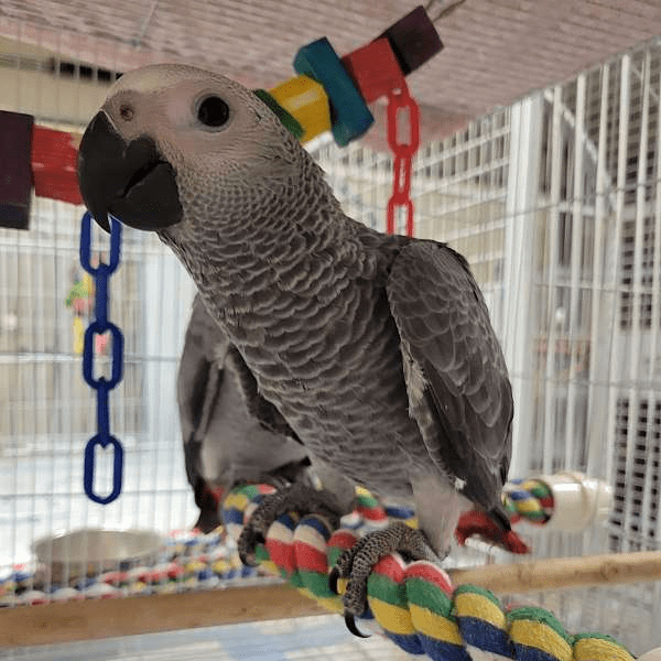 African Grey Parrot for sale