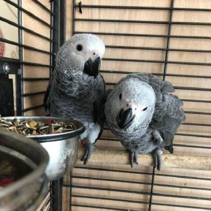 African Grey Parrot for sale