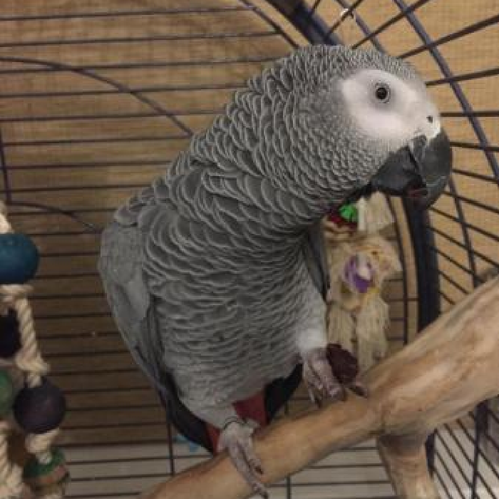 African Grey Parrot for sale