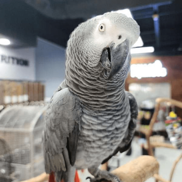 African Grey Parrot for sale