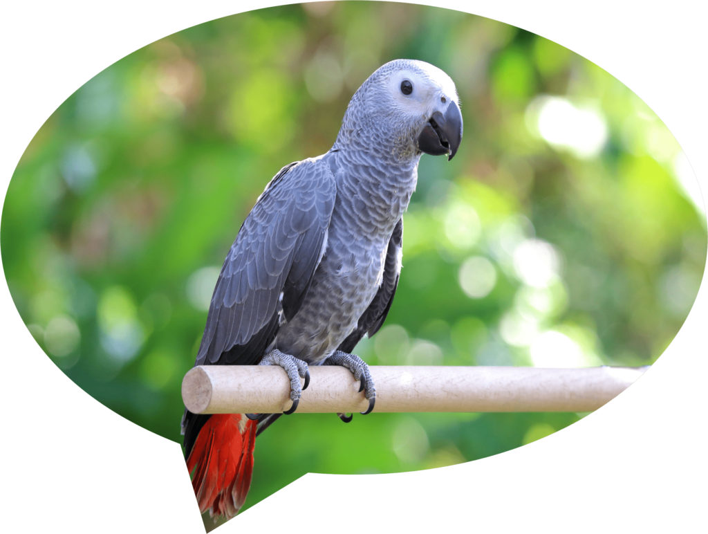 African Grey Parrot for sale