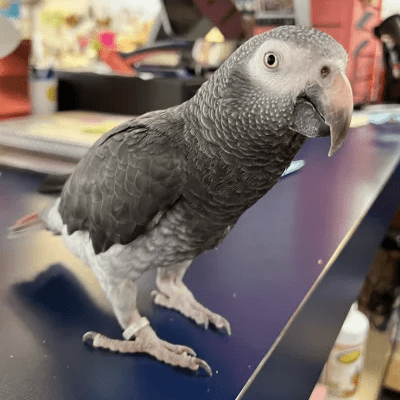 African Grey Parrot for sale