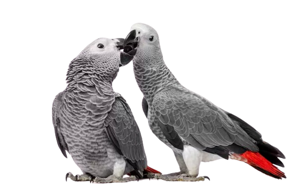 African Grey Parrot for sale