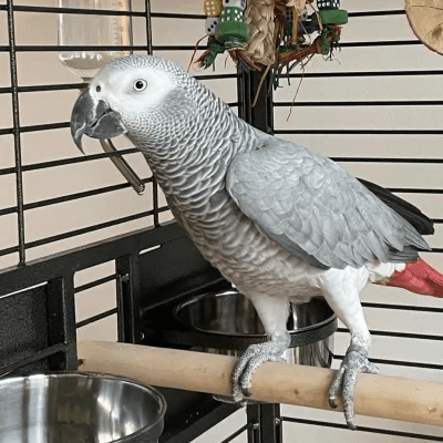 African Grey Parrot for sale