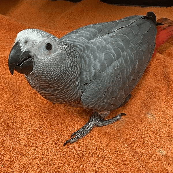 African Grey Parrot for sale