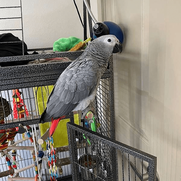 African Grey Parrot for sale