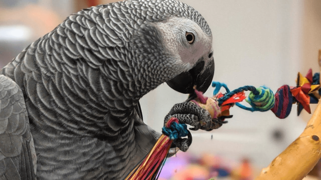 African Grey Parrot for sale